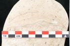 Foto (Detailansicht) von Asclepias podalyrii Unger (NHMW-GEO-2024-0188-8196a)